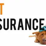 Comprehensive Pet Insurance Options for Exotic Pets