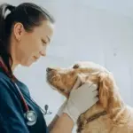 Understanding Pet Insurance with No Waiting Period