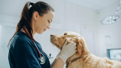 Understanding Pet Insurance with No Waiting Period